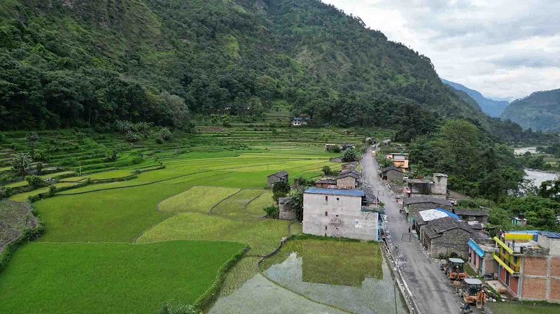 रणवाङमा धानको हरियाली फाँट